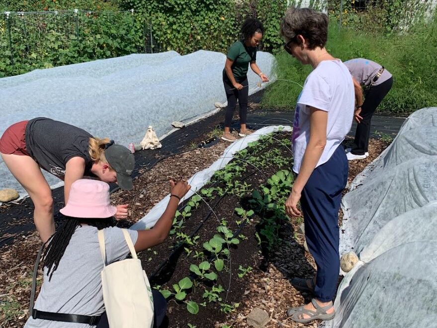 Tending to beds with row cover over it in the washington youth garden