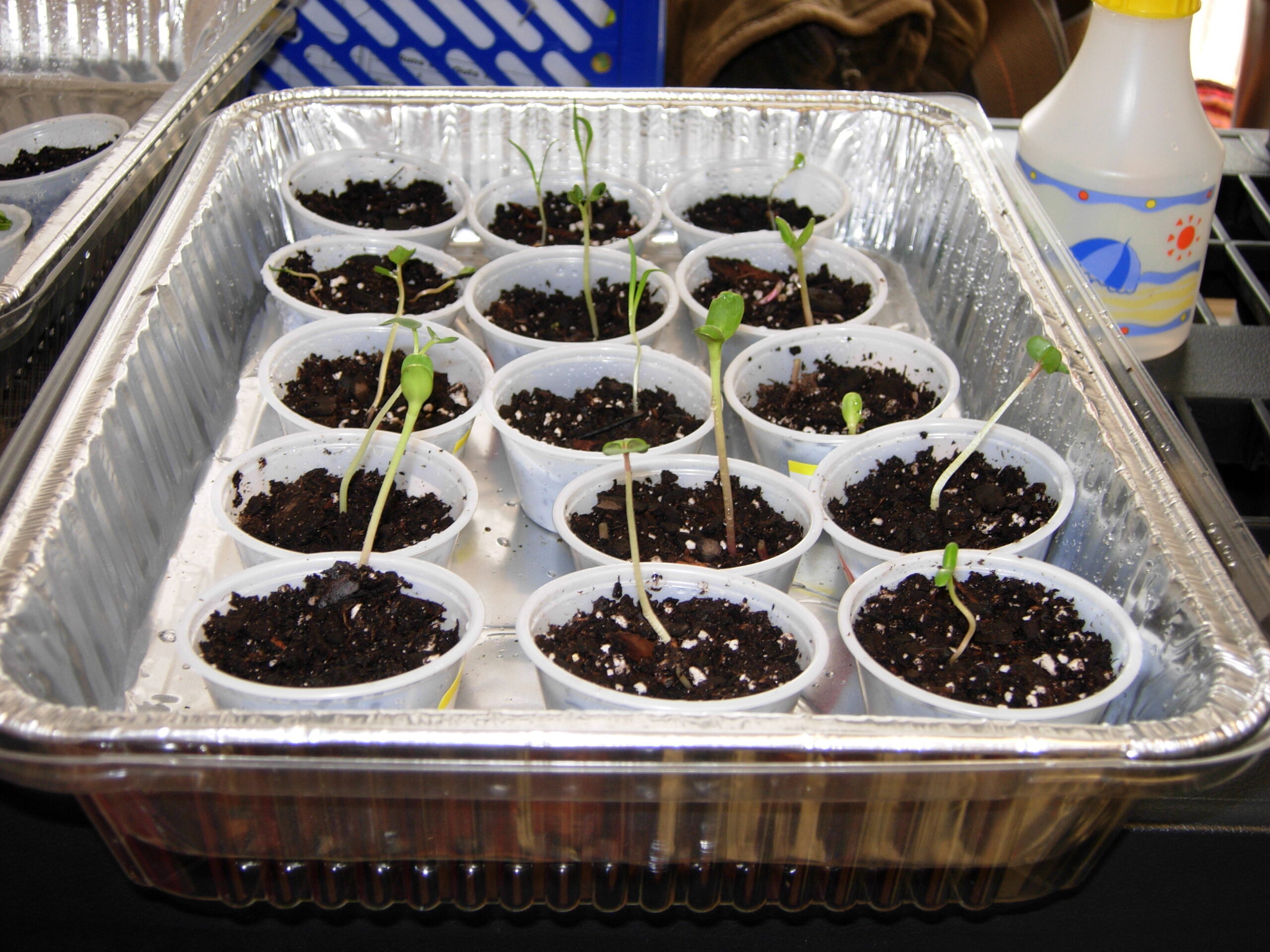 starting seeds indoors using cups in a metal tray