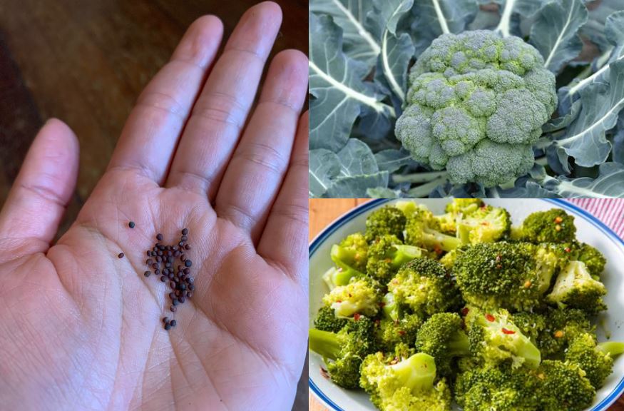 broccoli seeds, florets, and cooked food
