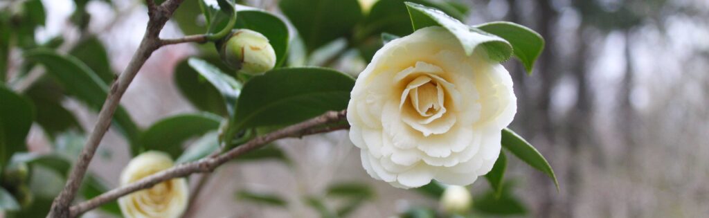 white camellia blooming in winter in the Asian Collections