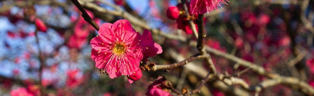 flowering plum tree with purple flowers