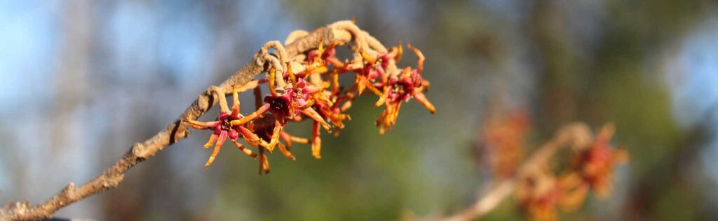 witch hazel blooming in the winter