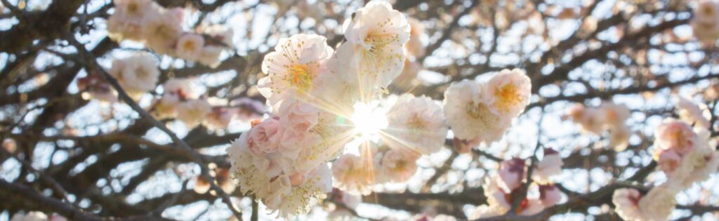 flowering apricots in spring