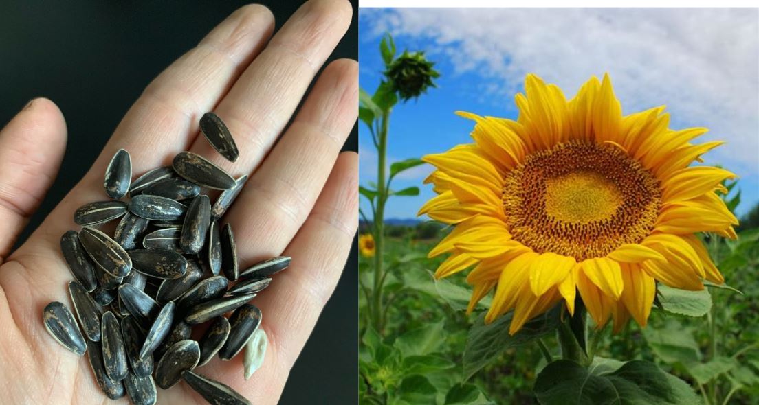 sunflower seeds and a sunflower in bloom