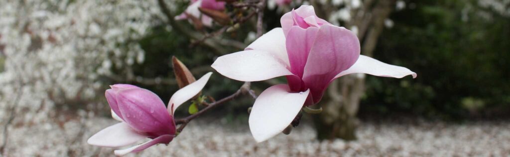 flowering deciduous magnolias in spring