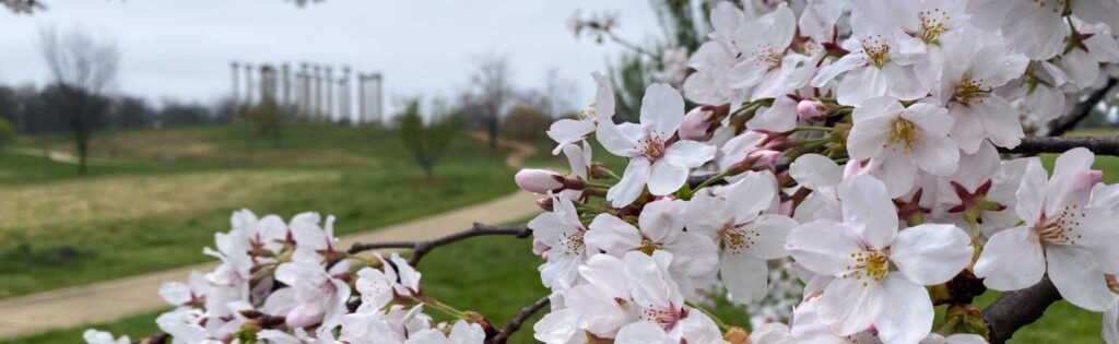 cherry blossoms with the capitol columns in the distance