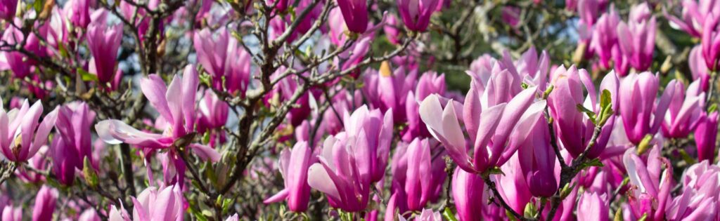 deciduous magnolia flowers in spring