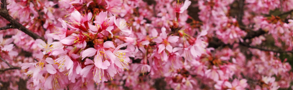 spring cherry blossoms, formatted as a newsletter banner