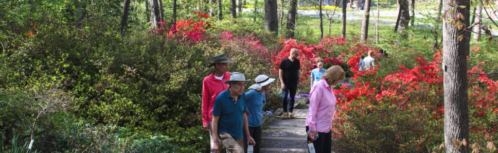 visitors looking at azaleas in bloom