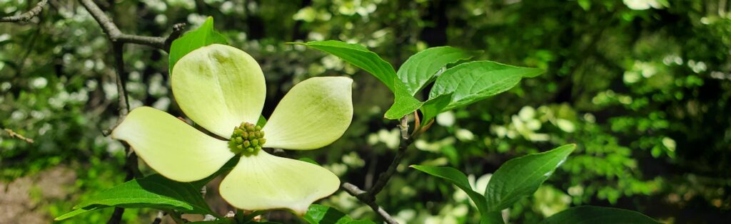 dogwood flower, formatted as a newsletter banner