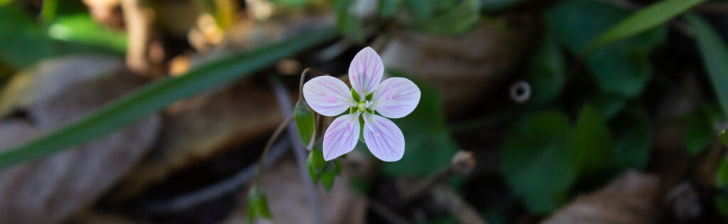 spring flower in bloom in fern valley