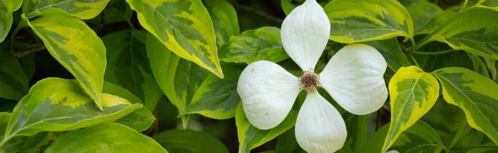 flowering dogwood, formatted as a newsletter banner