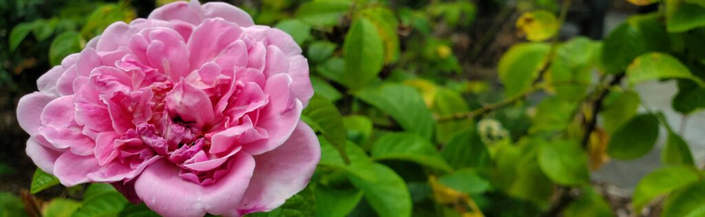 rose blooming in the herb garden, formatted as a newsletter banner