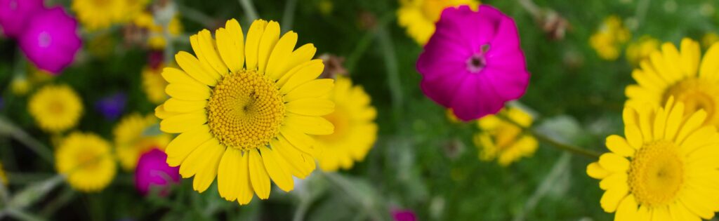 summer flowers blooming in the herb garden
