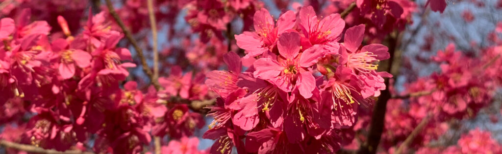 pink mume flowers in spring, formatted as a newsletter banner