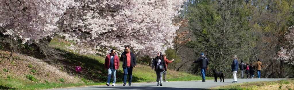 visitors walk alongside flowering cherry trees in spring, formatted as a newsletter banner