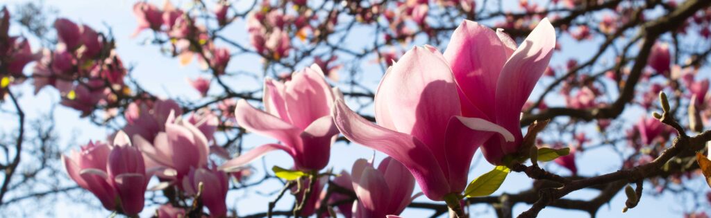 flowering spring magnolias, formatted as a newsletter banner