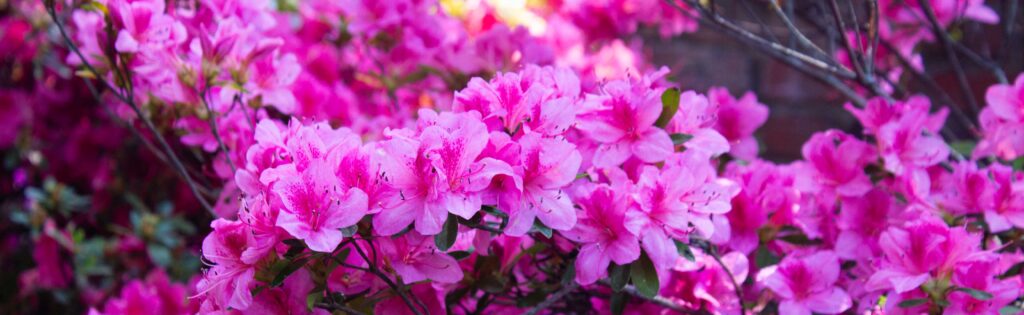 azalea flowers in full bloom