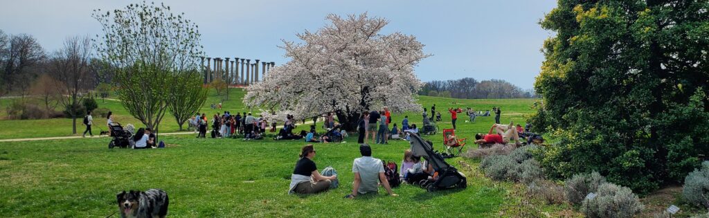 visitors sitting in the ellipse meadow, with a cherry tree blooming and the capitol columns in the background