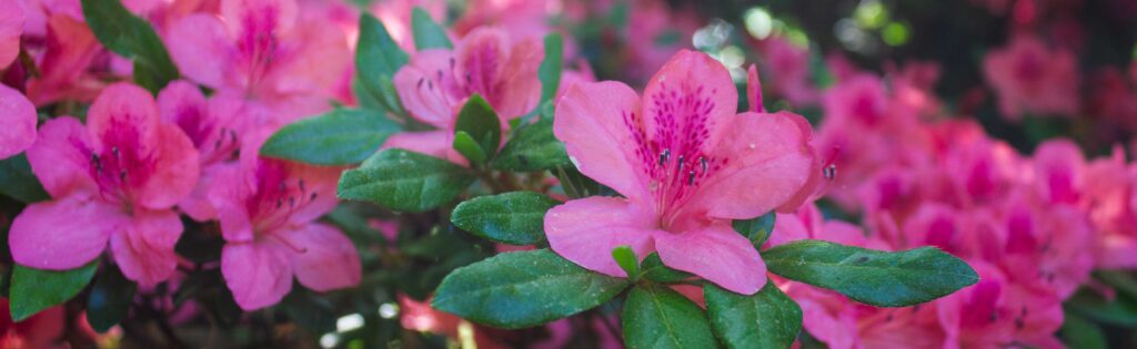 azaleas in bloom, formatted as a newsletter banner