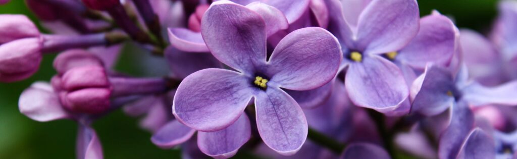 lilacs in bloom, formatted as a newsletter banner