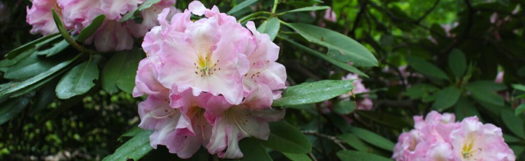rhododendrons blooming in spring, formatted as a newsletter banner