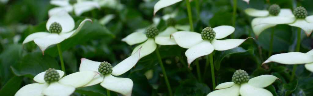 Kousa dogwood in bloom, formatted as a newsletter banner