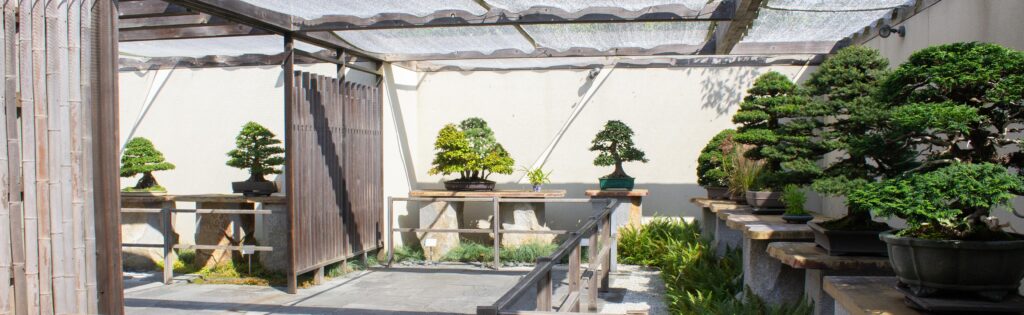 trees in the national bonsai and penjing museum