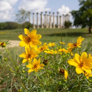 bug on a yellow flower in the ellipse meadow with the capitol columns in the background