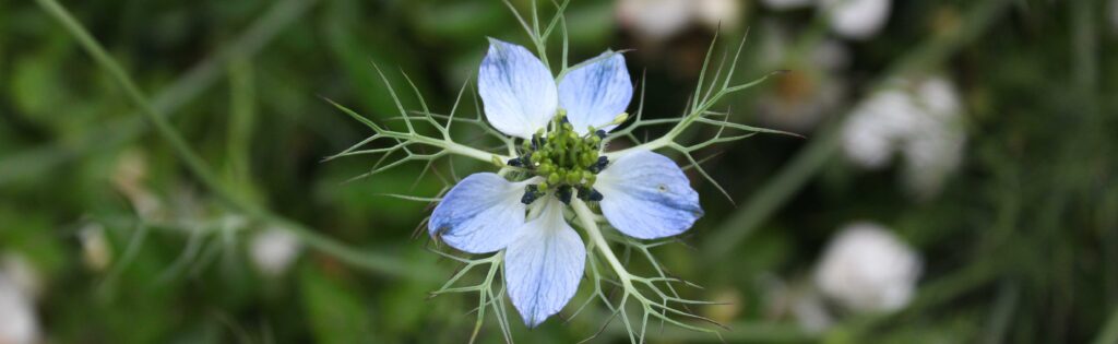 nigella flower in the national herb garden, formatted as a newsletter banner
