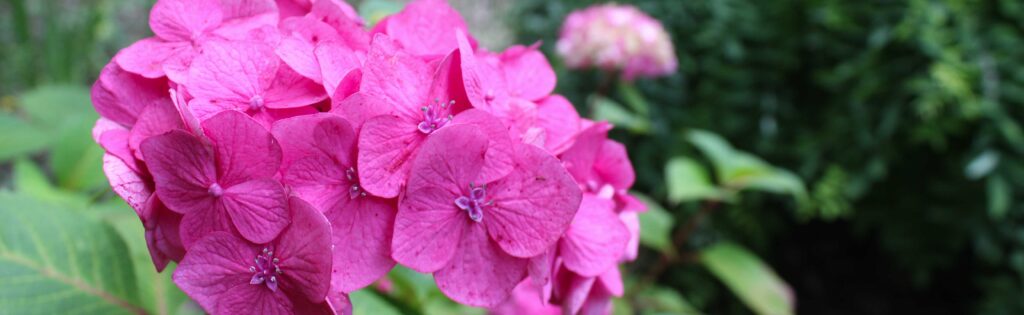 hydrangea in bloom, formatted as a newsletter banner
