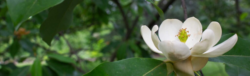 magnolia blooming in the national herb garden, formatted as a newsletter banner