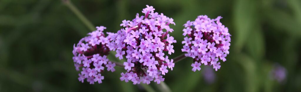 purple flowers, formatted as a newsletter banner