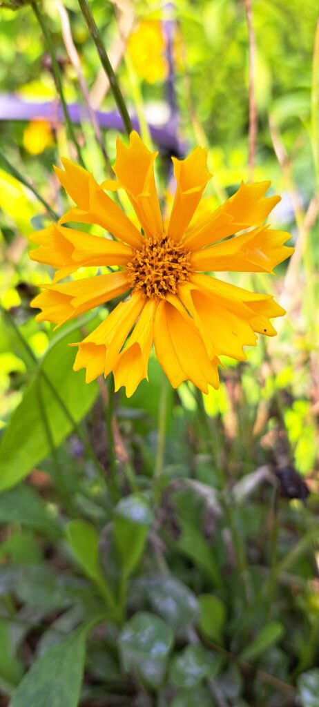 coreopsis jethro tull flower growing in the national herb garden