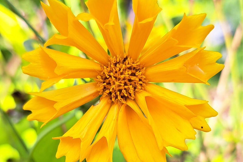 coreopsis jethro tull flower growing in the national herb garden