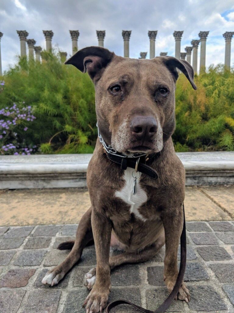 Dog Juno sitting in front of the Capitol Columns, courtesy of John Healey