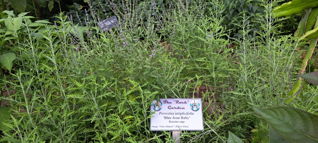 perovskia atriplicifolia 'blue jean baby' variety of russian sage growing in the national herb garden