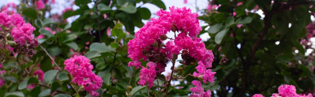 crapemyrtle flowers in bloom, formatted as a newsletter banner