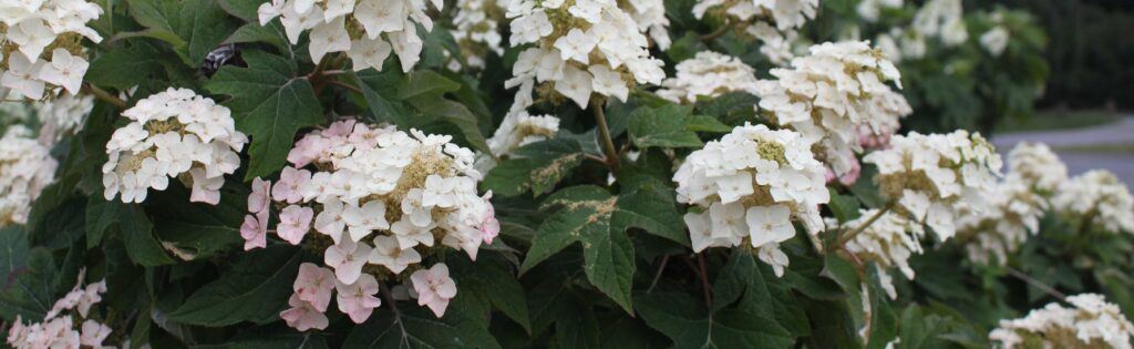 hydrangea 'ruby slippers' in bloom, formatted as a newsletter banner