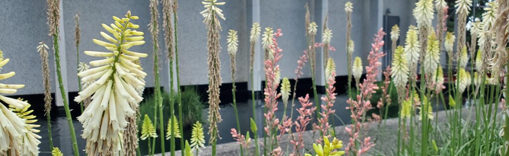 flowers blooming in front of the visitor center, formatted as a newsletter banner