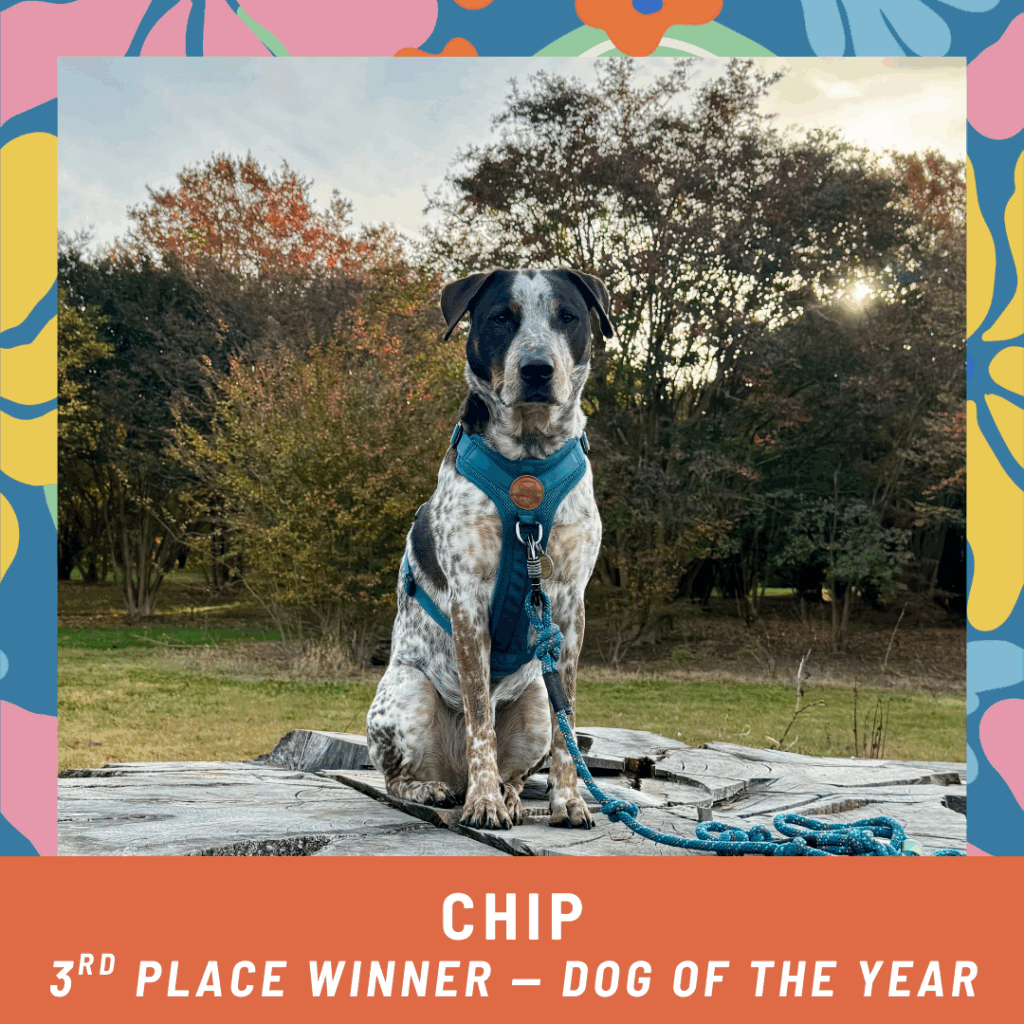 Chip, 3rd place winner of the 2025 dog of the year photo contest