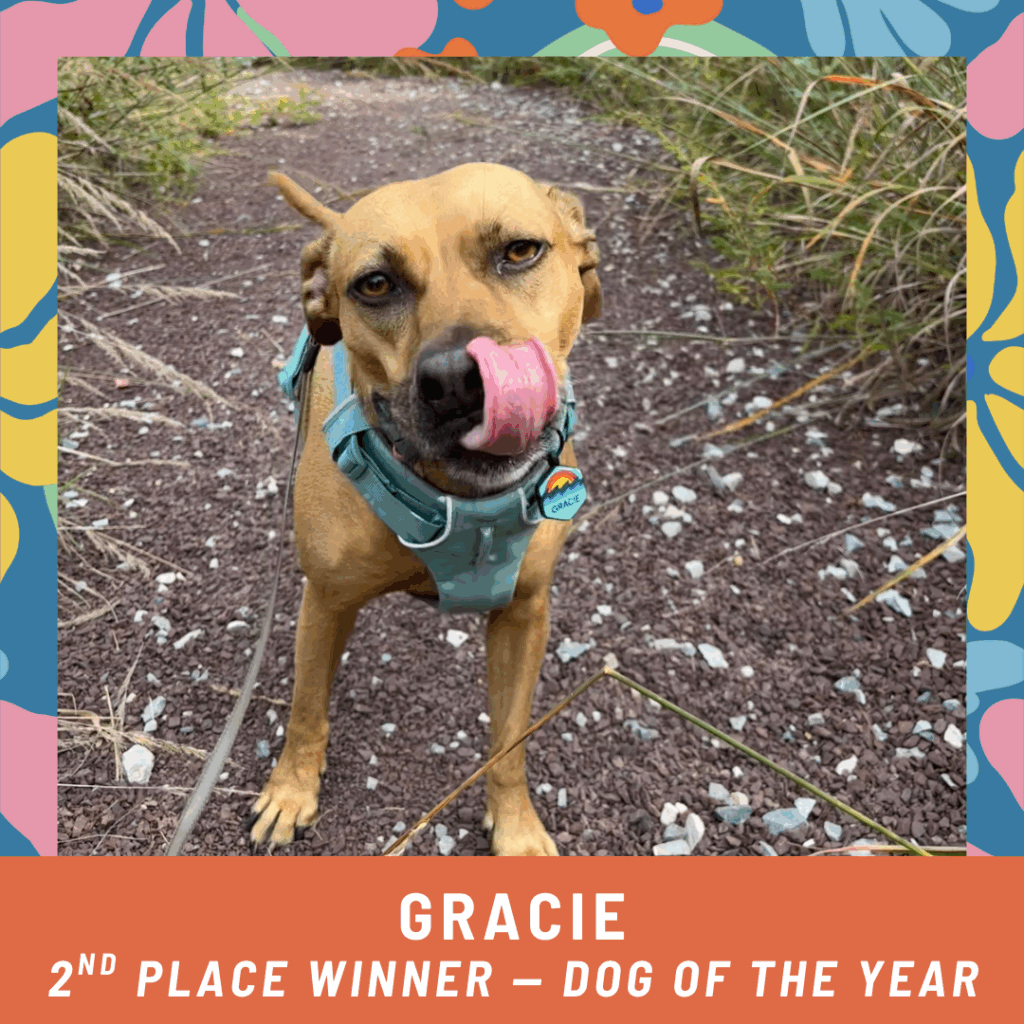 Gracie, 2nd place winner of the 2025 dog of the year photo contest