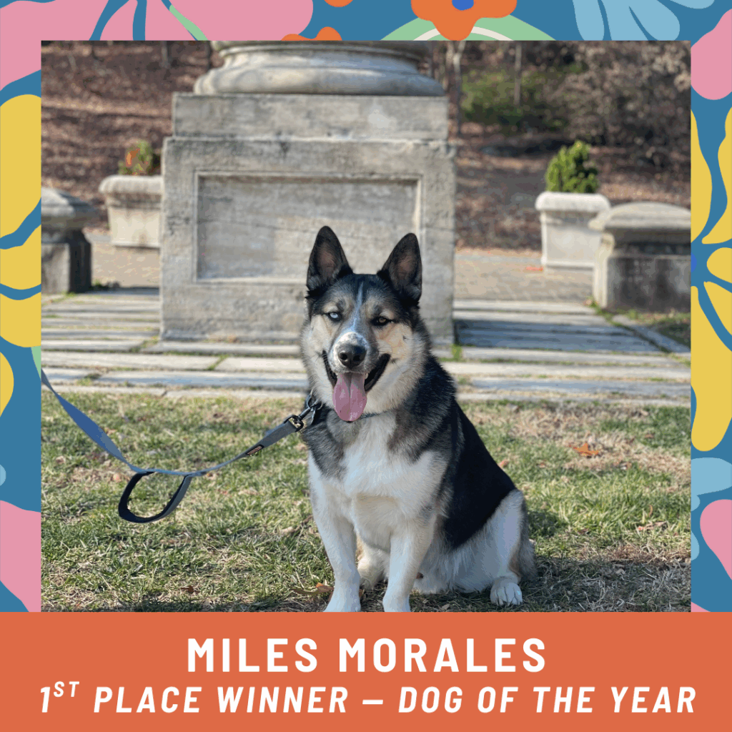 Miles Morales, 1st place winner of the 2025 dog of the year photo contest