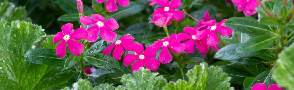 pink flowers blooming in the herb garden, formatted as a newsletter banner