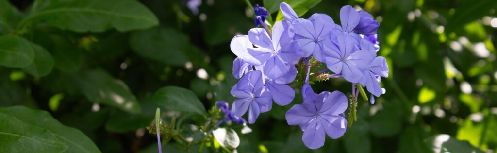 purple flower blooming in the national herb garden during the summer, formatted as a newsletter banner