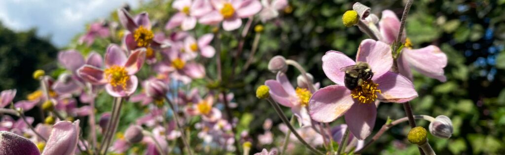 anemone flower in the national herb garden, formatted as a newsletter banner