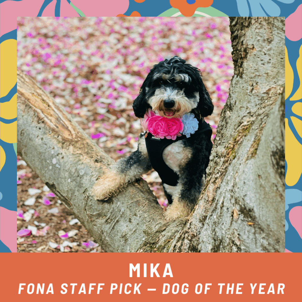 Mika, fona staff pick for the 2025 dog of the year photo contest