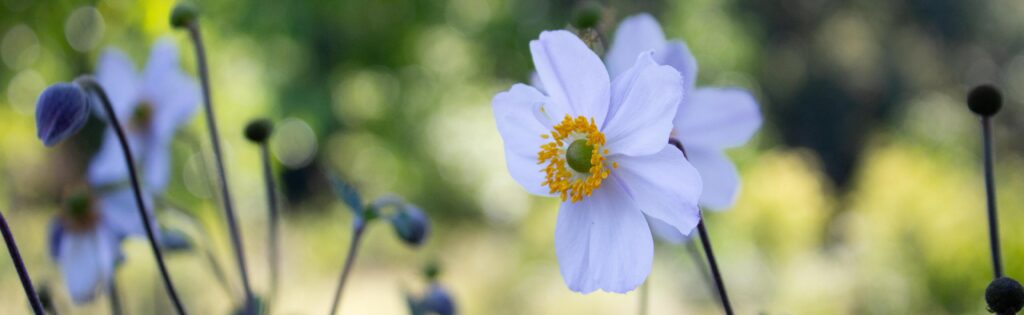 fall anemone in bloom, formatted as a newsletter banner