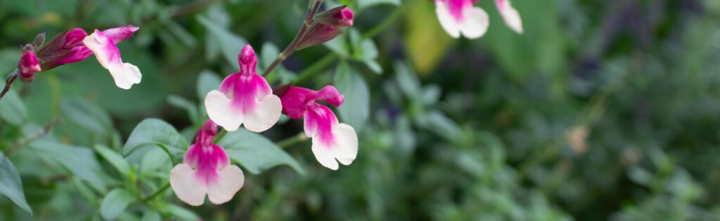 fall pink and white flowers blooming in the herb garden