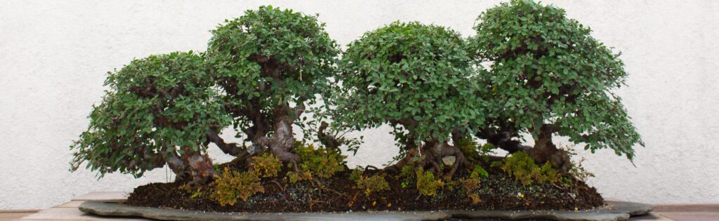 four bonsai trees growing on a slate slab, formatted as a newsletter banner